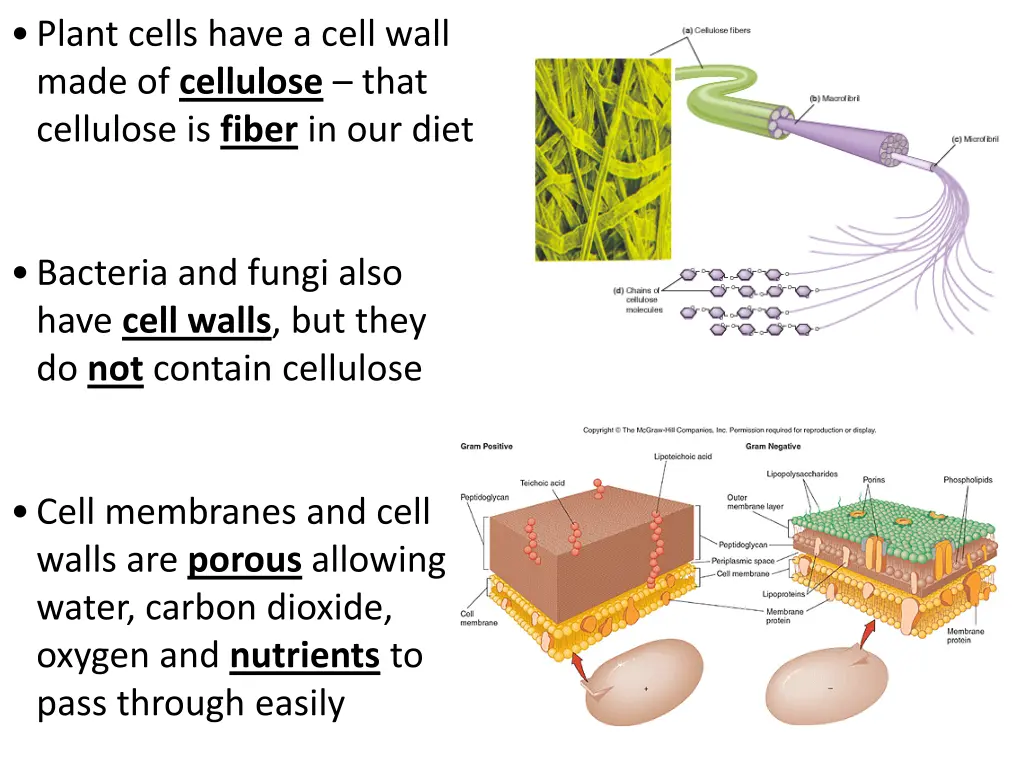 plant cells have a cell wall made of cellulose