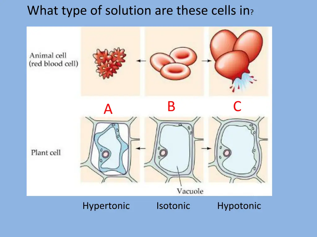 what type of solution are these cells in