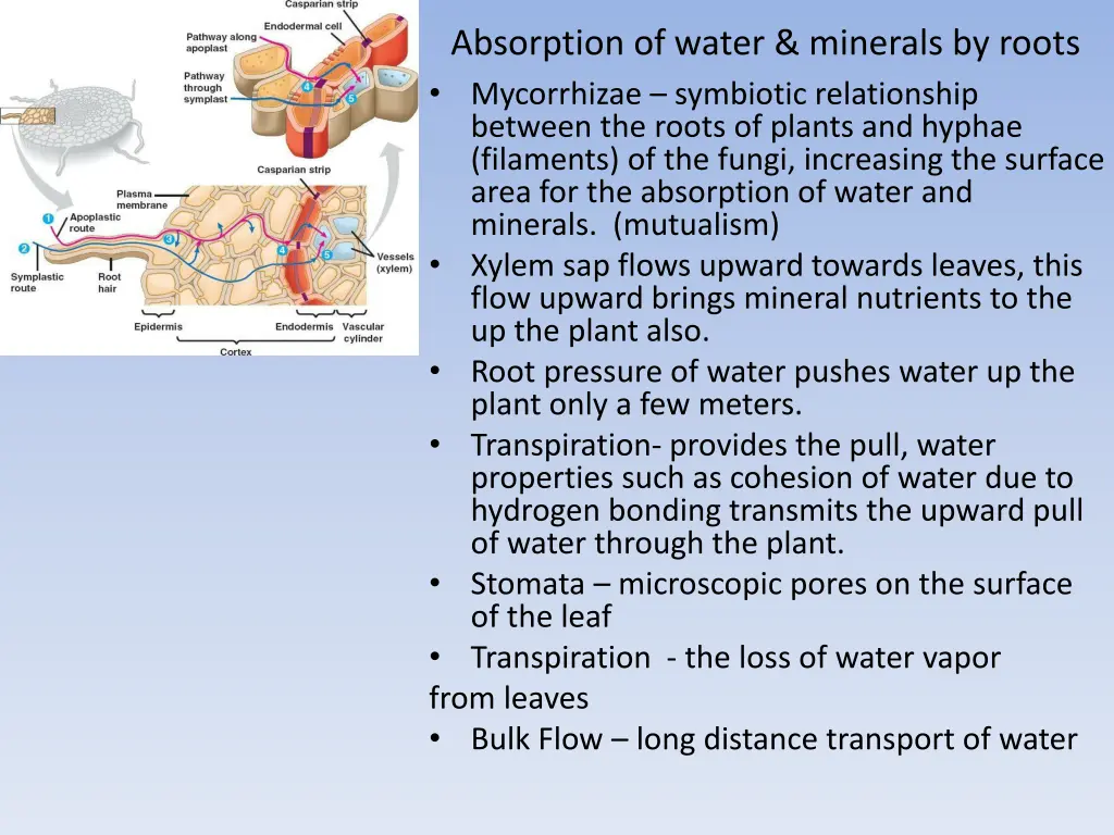 absorption of water minerals by roots mycorrhizae