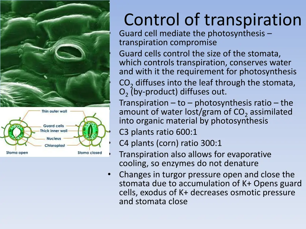 control of transpiration guard cell mediate