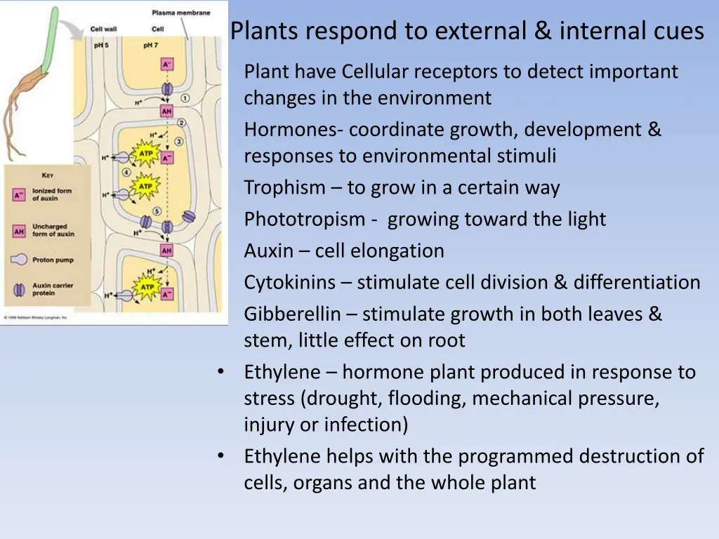 plants respond to external internal cues