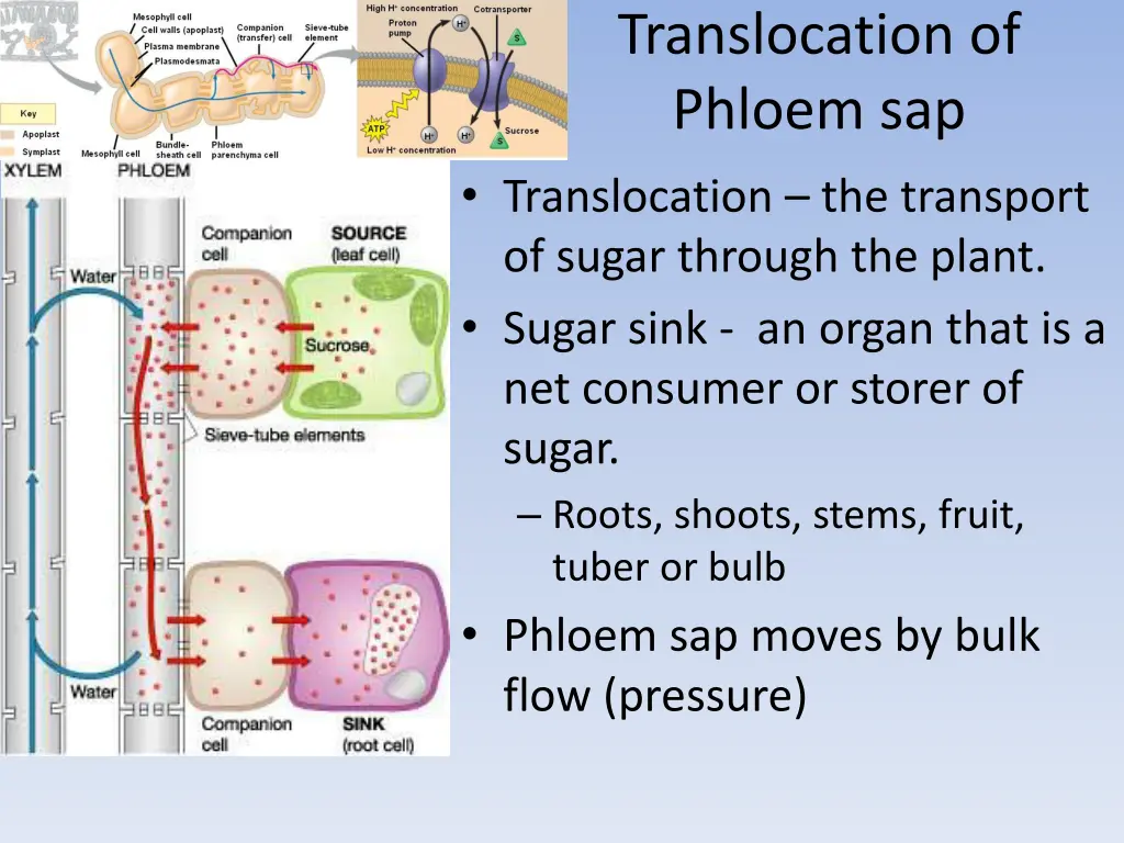 translocation of phloem sap translocation