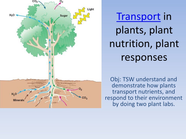 transport in plants plant nutrition plant