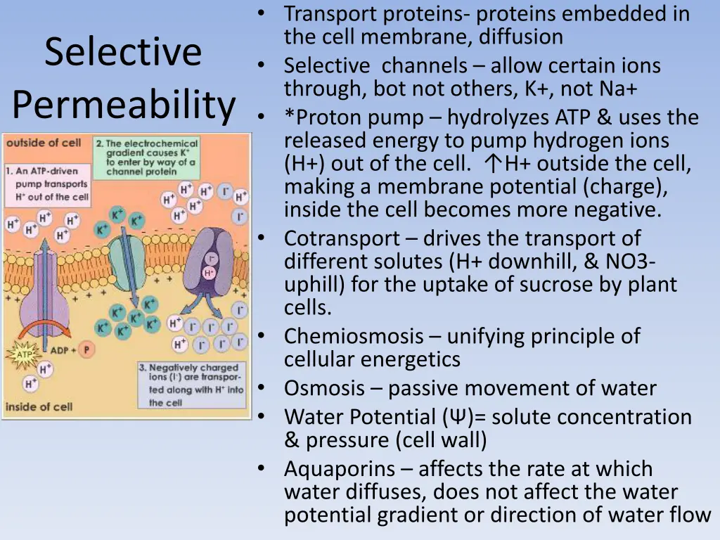 transport proteins proteins embedded in the cell