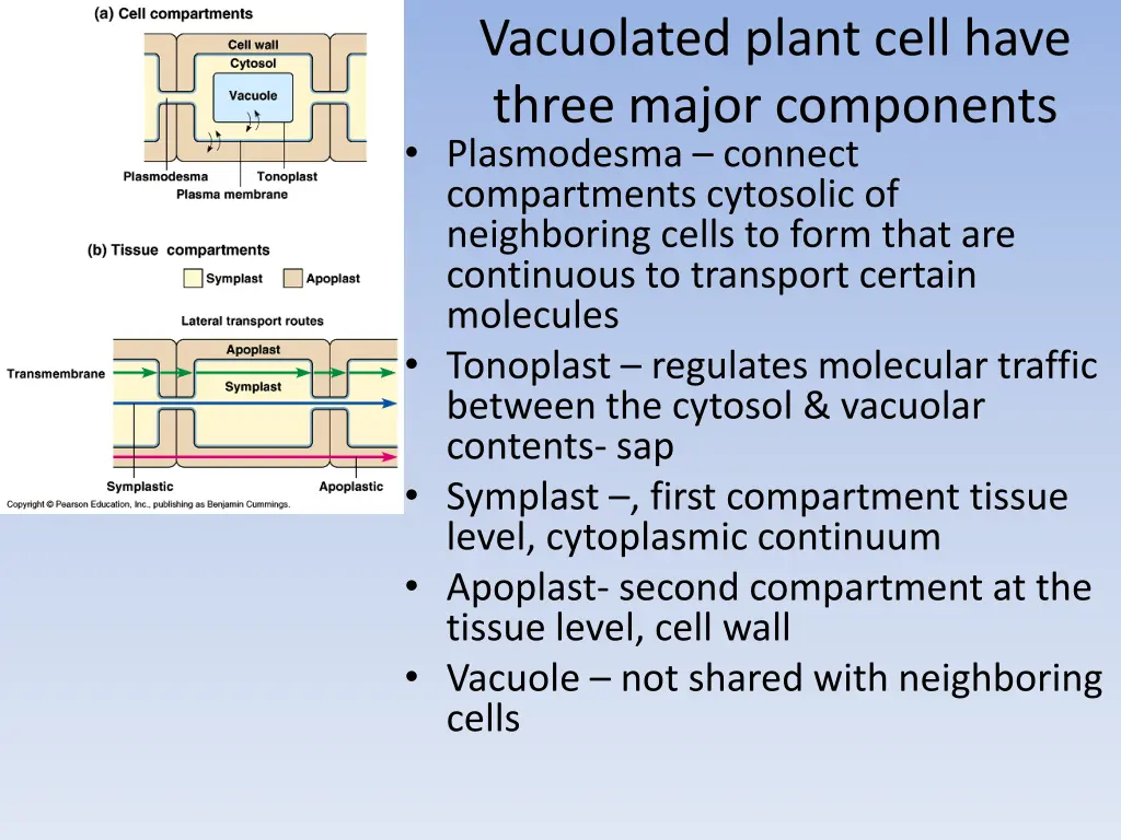 vacuolated plant cell have three major components