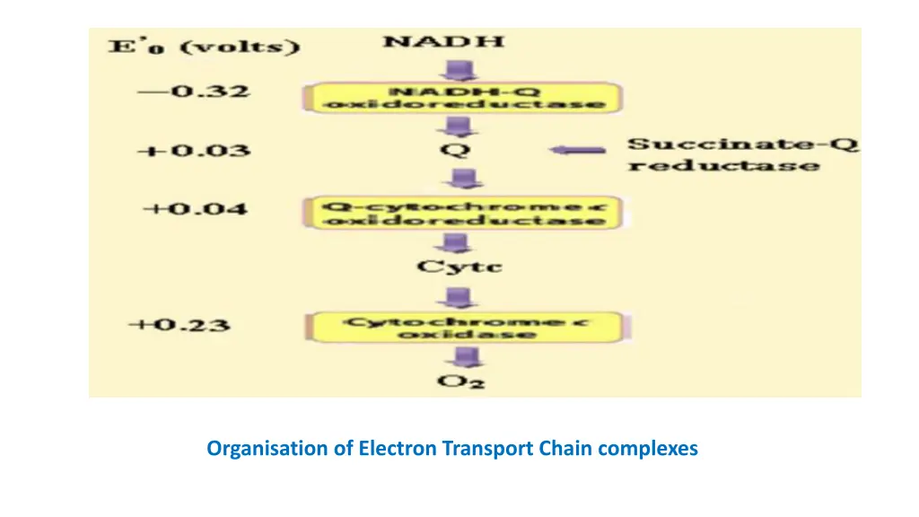 organisation of electron transport chain complexes