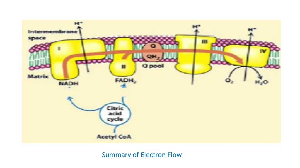 summary of electron flow