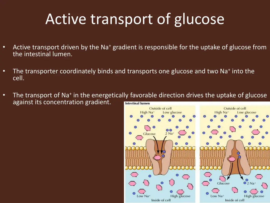 active transport of glucose