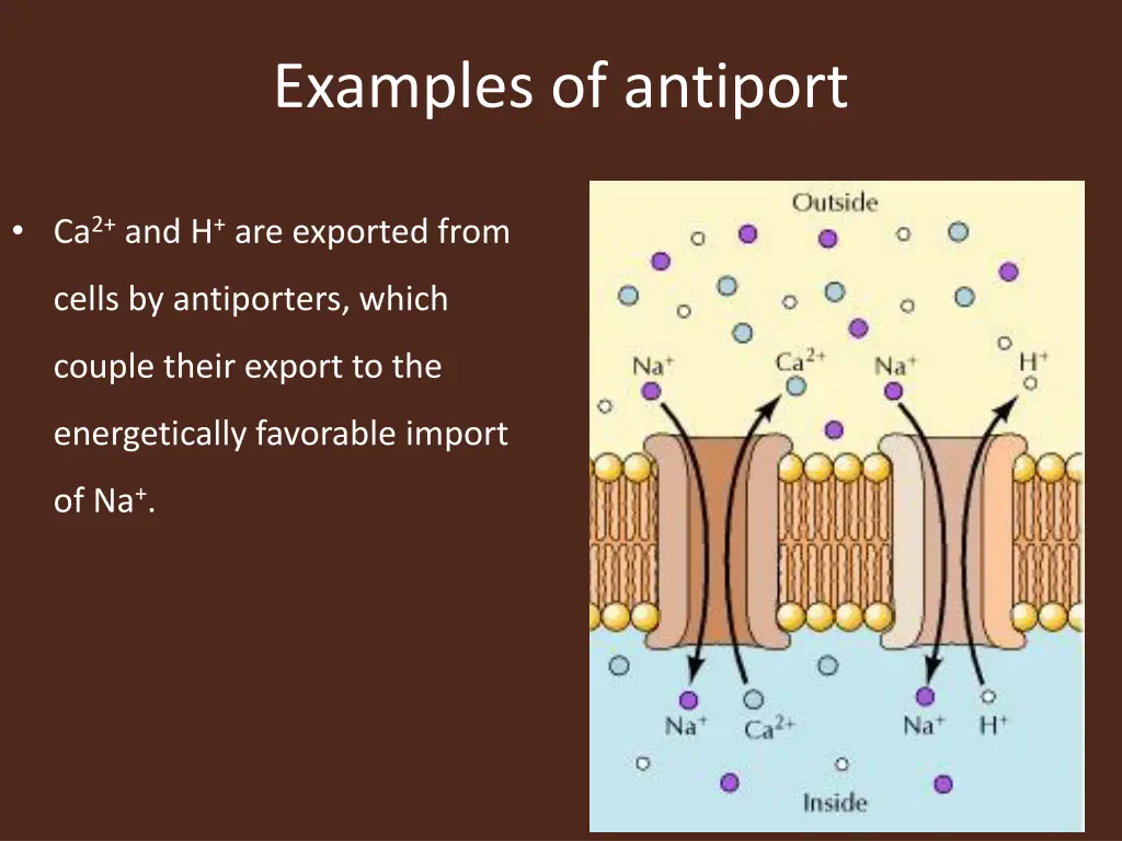 examples of antiport