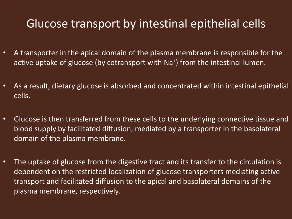 glucose transport by intestinal epithelial cells