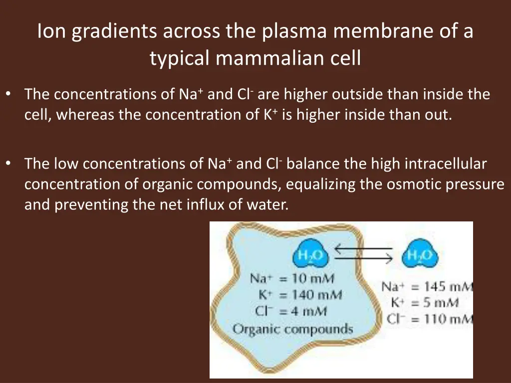 ion gradients across the plasma membrane