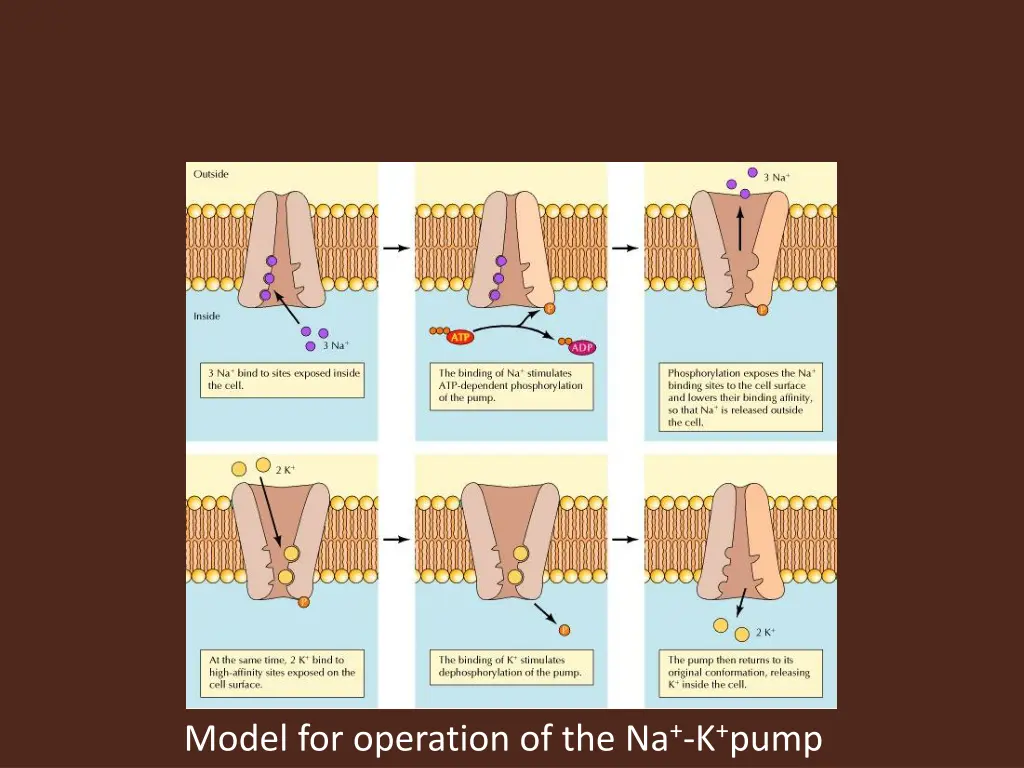 model for operation of the na k pump