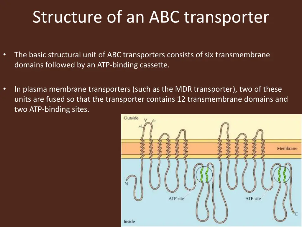 structure of an abc transporter