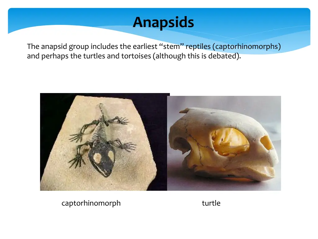 anapsids 1