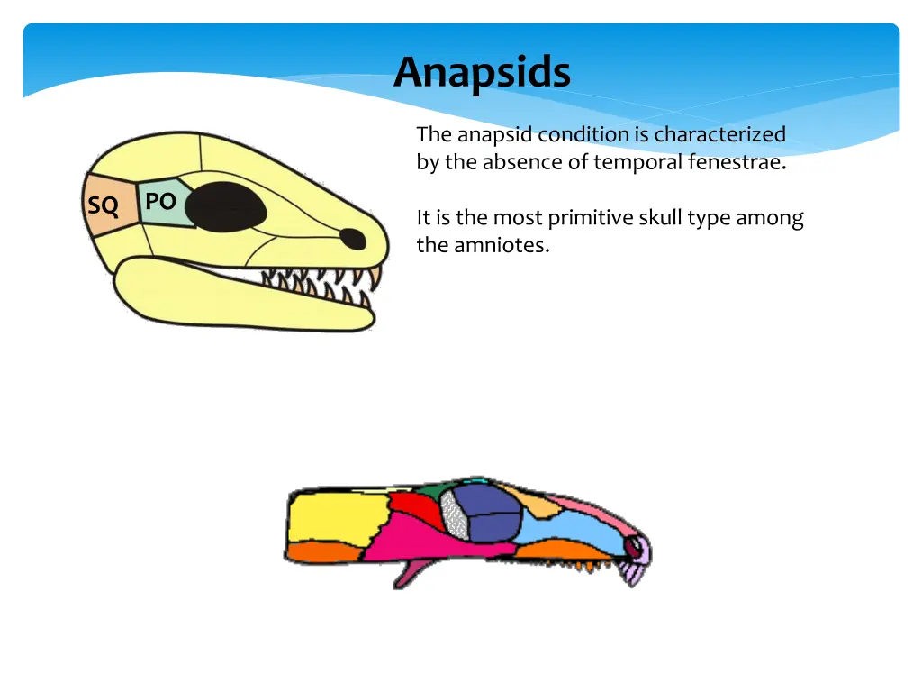 anapsids