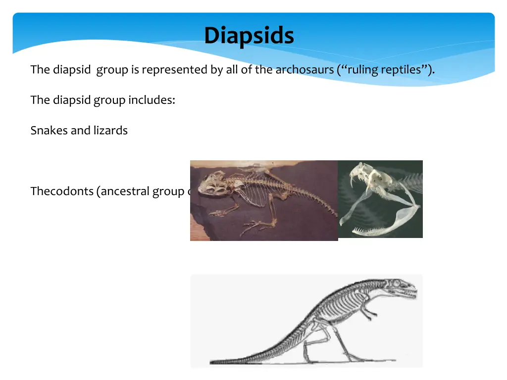 diapsids 1