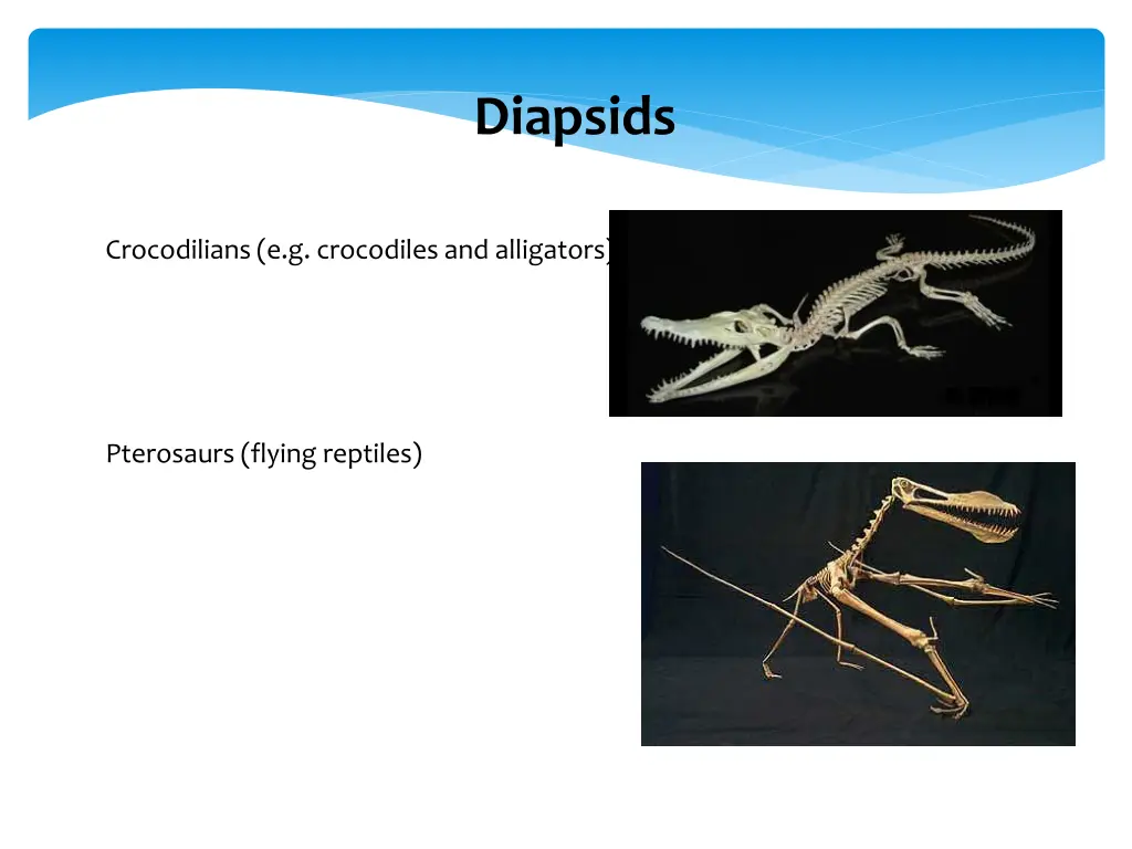 diapsids 2