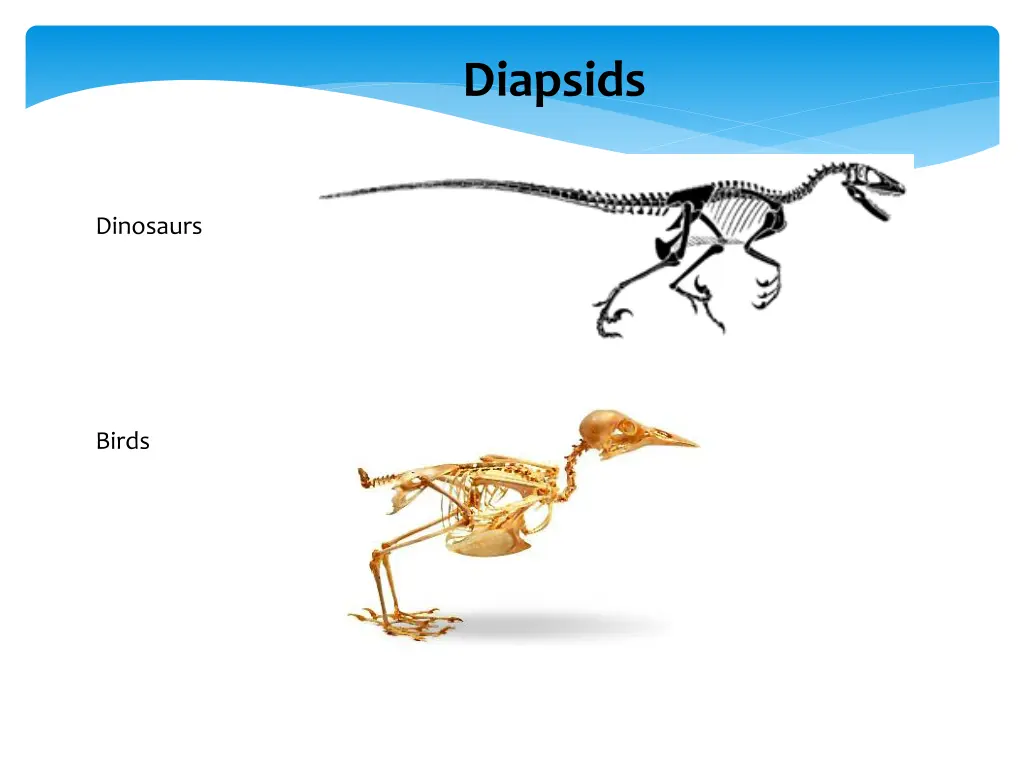 diapsids 3