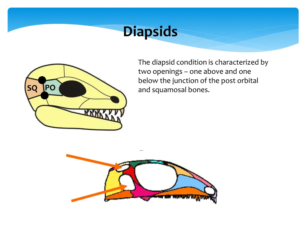 diapsids