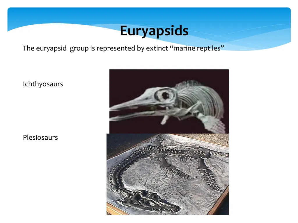 euryapsids 1