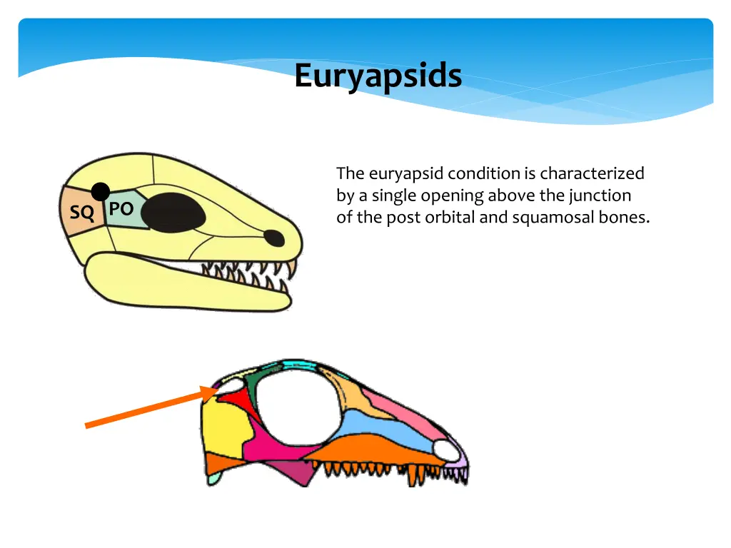 euryapsids