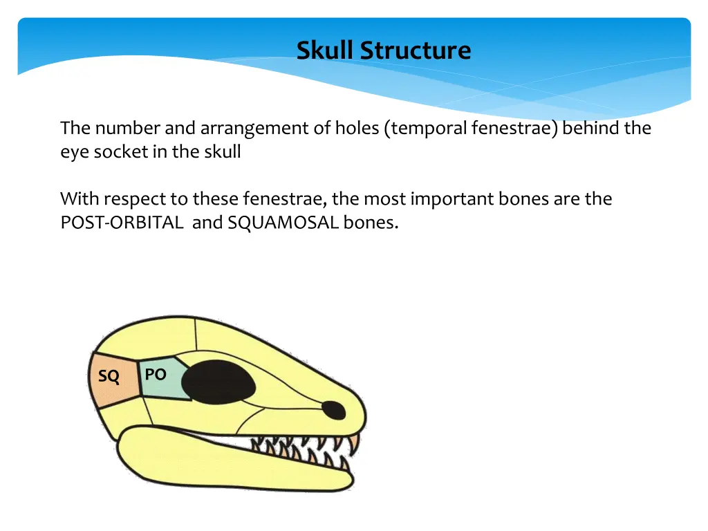 skull structure