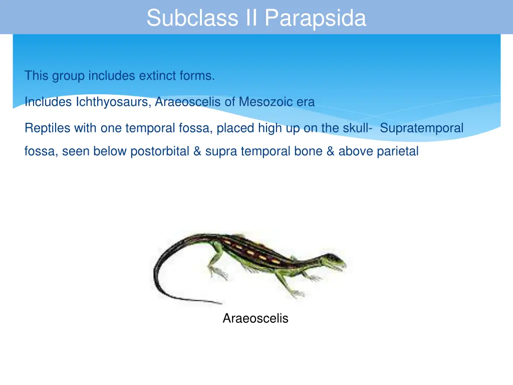 subclass ii parapsida