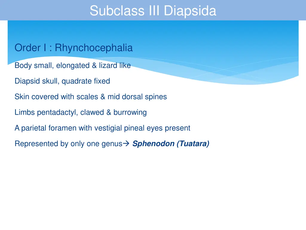 subclass iii diapsida 1