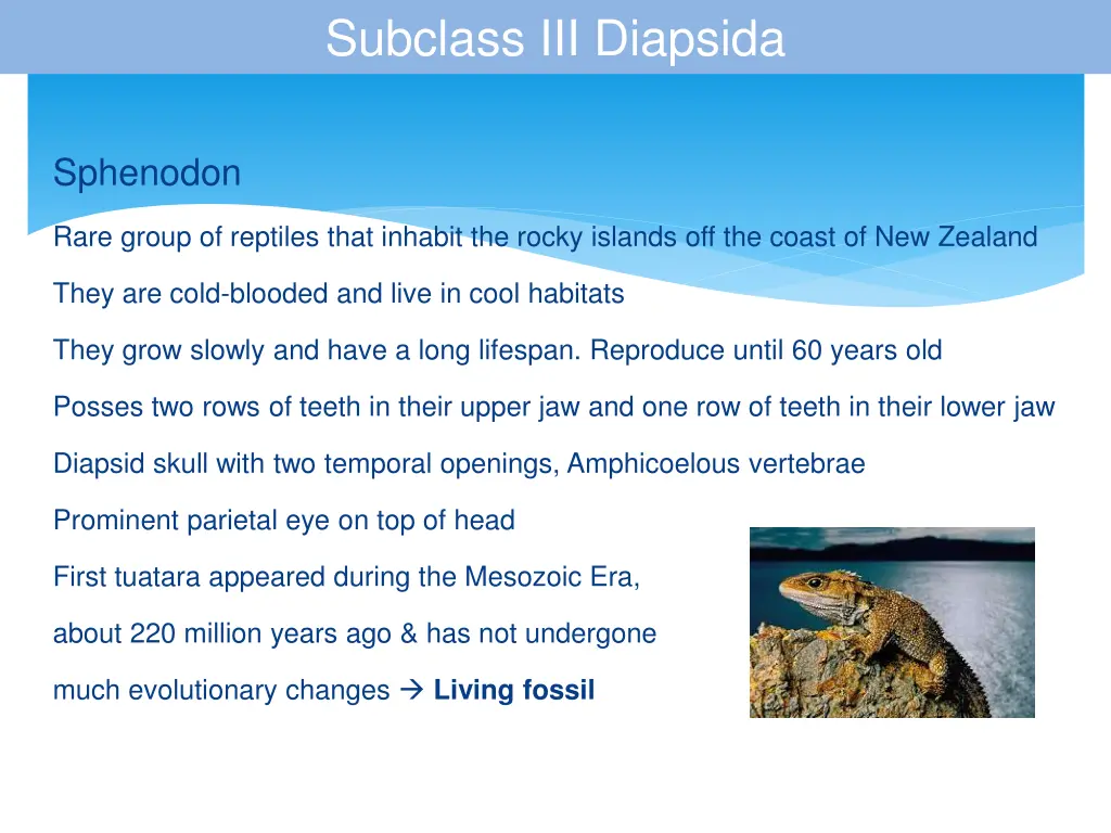 subclass iii diapsida 2