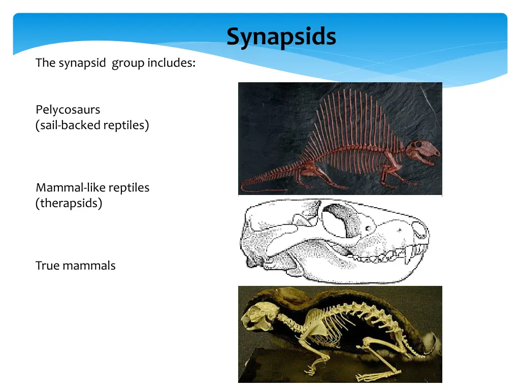 synapsids 1