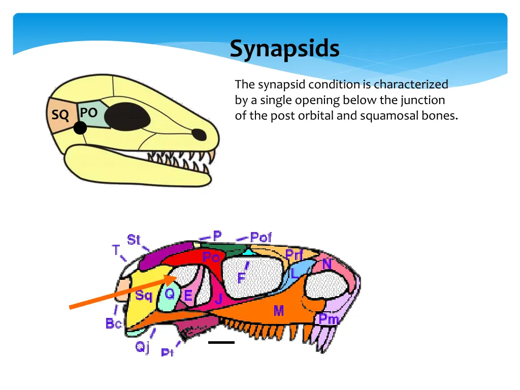 synapsids