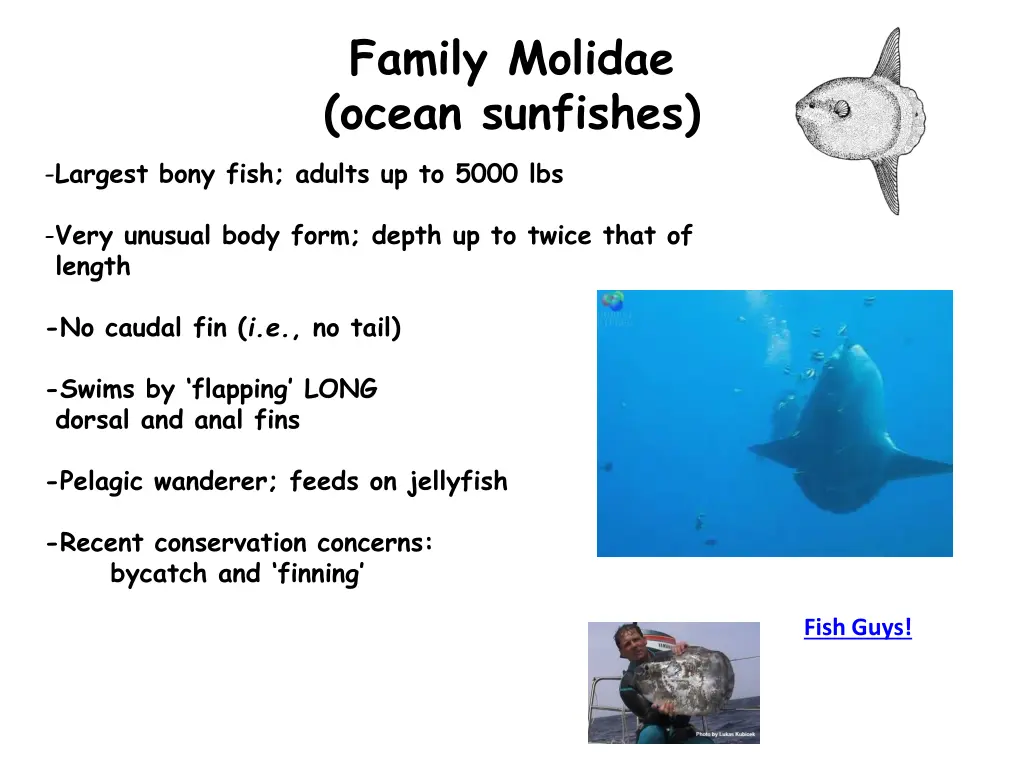 family molidae ocean sunfishes