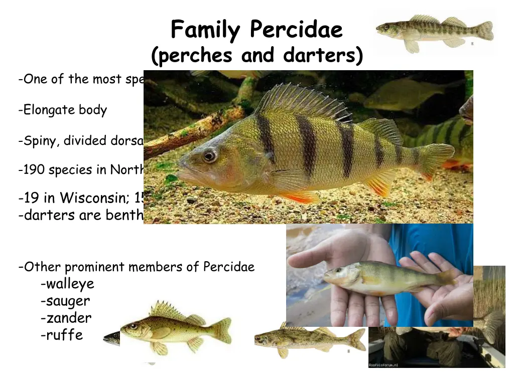 family percidae perches and darters