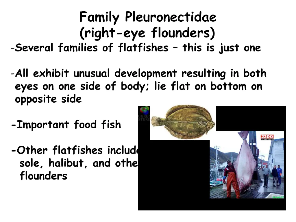 family pleuronectidae right eye flounders several