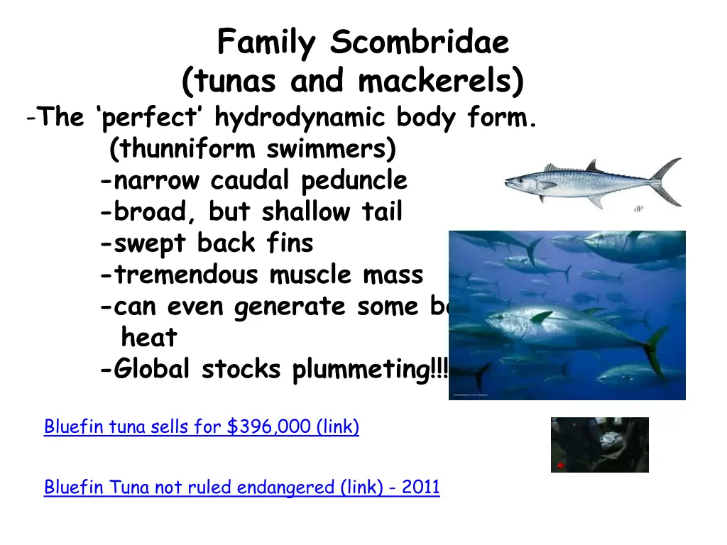 family scombridae tunas and mackerels the perfect