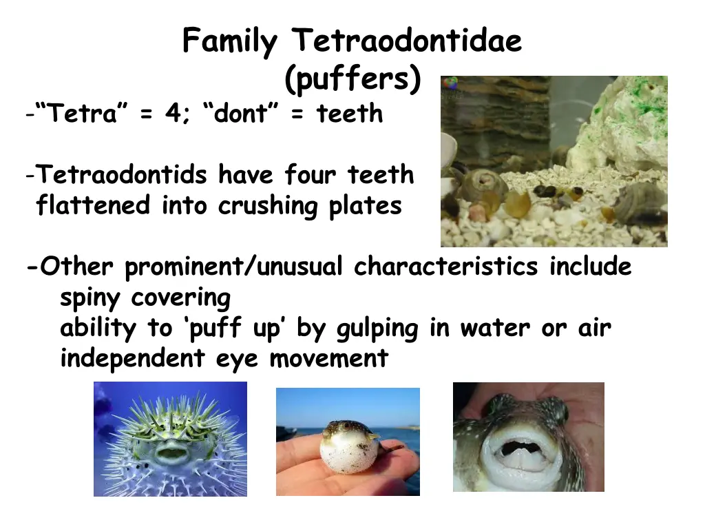 family tetraodontidae puffers tetra 4 dont teeth