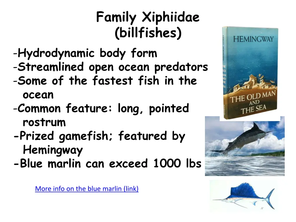 family xiphiidae billfishes