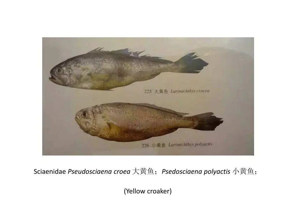 sciaenidae pseudosciaena croea psedosciaena