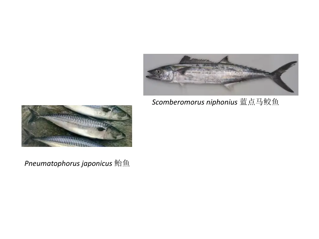 scomberomorus niphonius