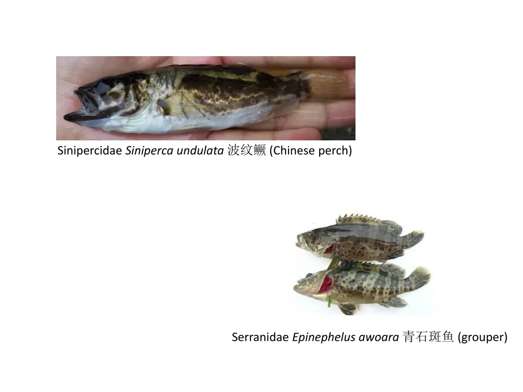 sinipercidae siniperca undulata chinese perch