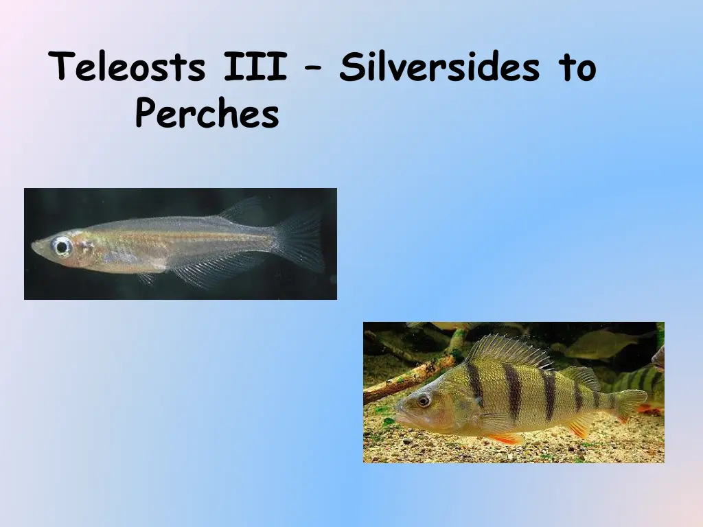 teleosts iii silversides to perches