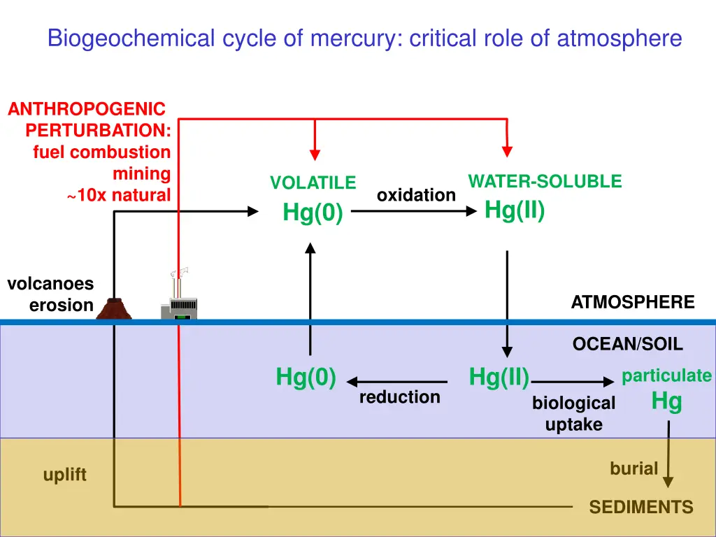 biogeochemical cycle of mercury critical role