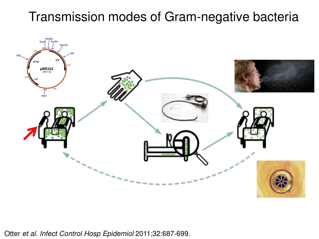 transmission modes of gram negative bacteria