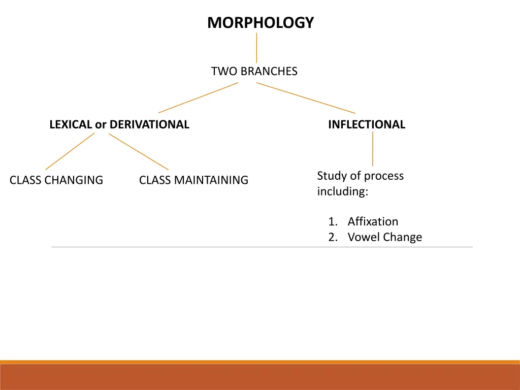 morphology 1