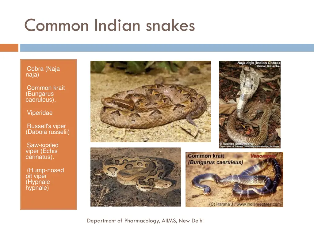 common indian snakes