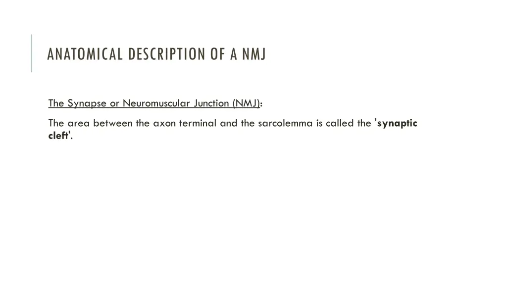 anatomical description of a nmj 2