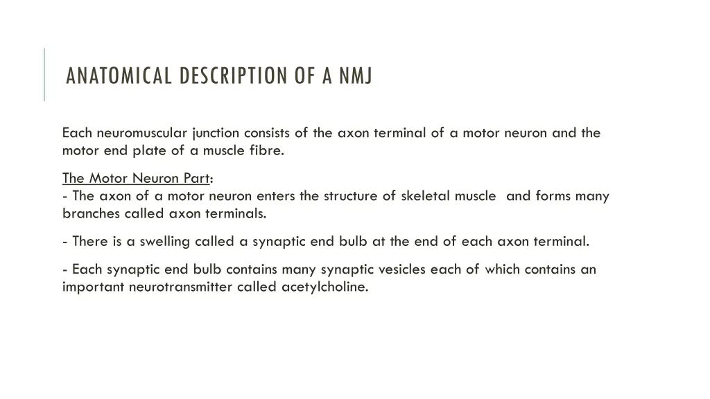 anatomical description of a nmj