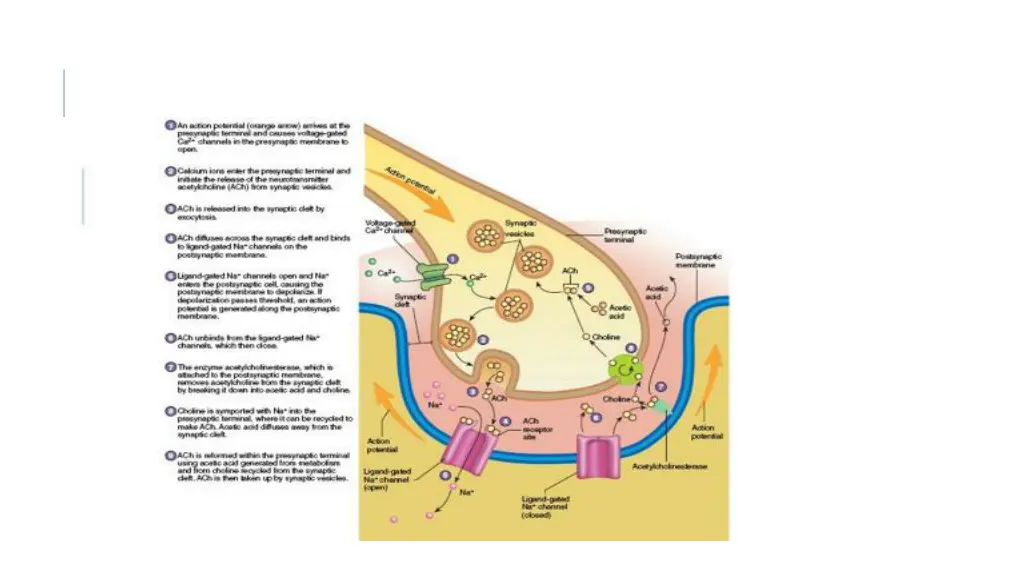 slide11