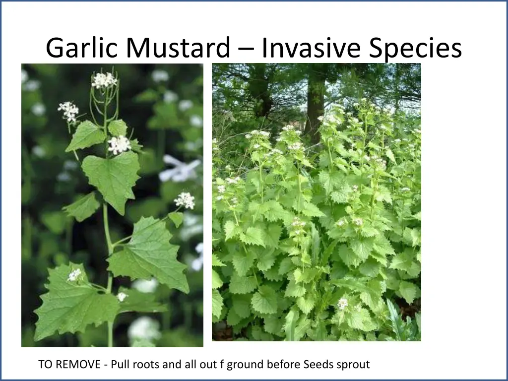 garlic mustard invasive species