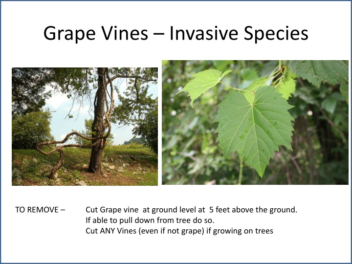 grape vines invasive species